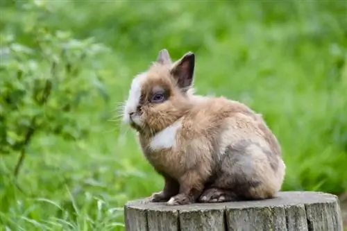 Jak velké jsou zakrslí králíci? Průměrná hmotnost & Graf růstu