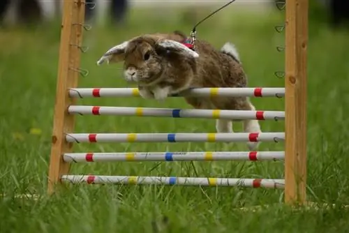 Как высоко может прыгать кролик? (Внутренний & Дикий)