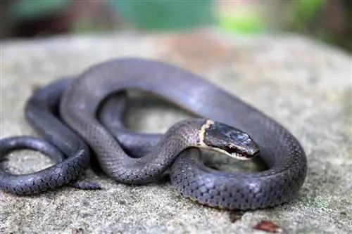 20 интересных фактов о змеях, которые могут вас удивить