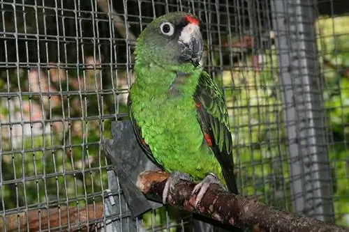 Papuga Jardine (papuga czerwonoczelna): fakty, opieka & zdjęcia