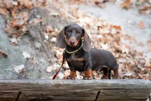 Mini Dachshund хэр том болдог вэ? Дундаж жин & Өсөлтийн график