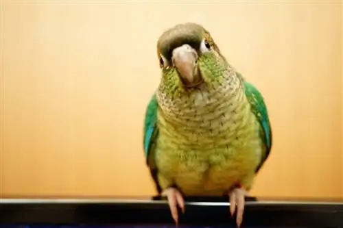 Cinnamon Green-Cheeked Conure: ลักษณะ, ประวัติ & การดูแล (มีรูปภาพ)