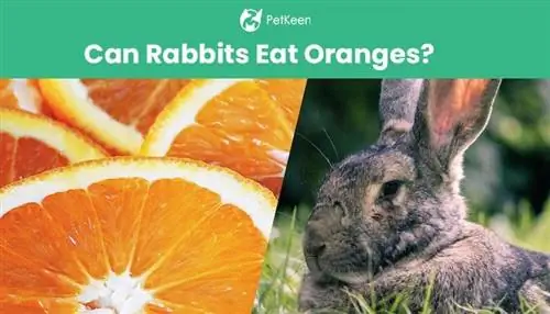 Kunnen konijnen sinaasappels eten? Voedingsfeiten & Veelgestelde vragen