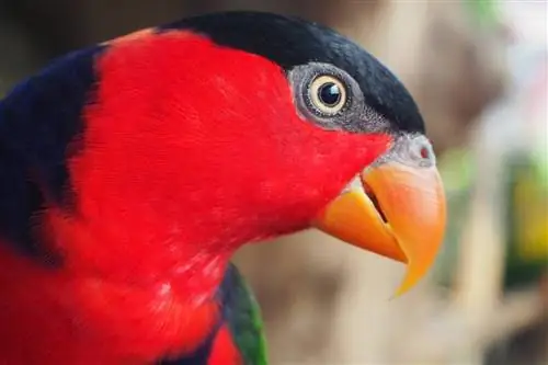 Black Lory: činjenice, prehrana, stanište & Njega (sa slikama)