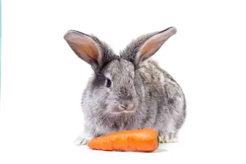 Kan kaniner spise gulrøtter? Ernæringsfakta & FAQ