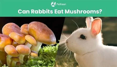 Kan kaniner äta svamp? Säkerhetsfakta & FAQ