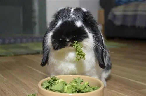 Kunnen konijnen sla eten? Voedingsfeiten & Veelgestelde vragen
