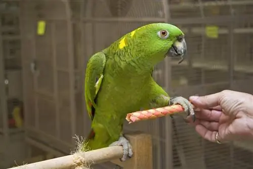 Keltanapainen Amazon-papukaija: Faktat, ruokavalio & Hoito (kuvien kanssa)