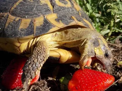 Voivatko kilpikonnat syödä mansikoita? Mitä sinun tarvitsee tietää