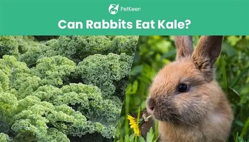 Kunnen konijnen boerenkool eten? Voedingsfeiten & Veelgestelde vragen