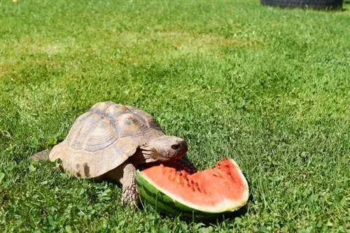Ali lahko želve jedo lubenico? Kaj morate vedeti