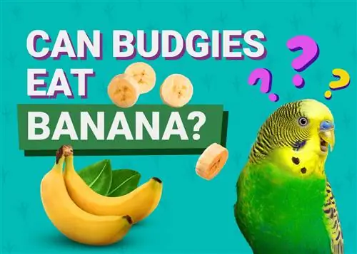 Μπορούν οι Budgies να φάνε μπανάνες; Τι Πρέπει να Γνωρίζετε