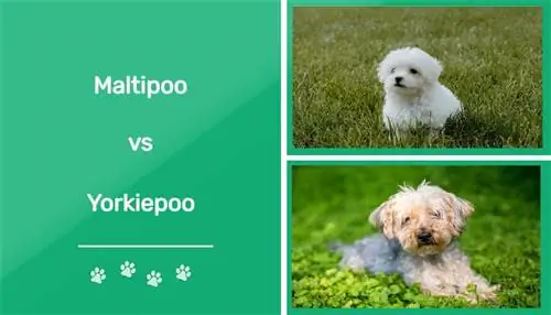 მალტიპუ vs Yorkiepoo: განსხვავებები (სურათებით)