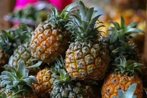 Kan undulater äta ananas? Vad du behöver veta
