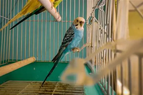 8 Beste Budgie-hokke in 2023 – Resensies & Topkeuses