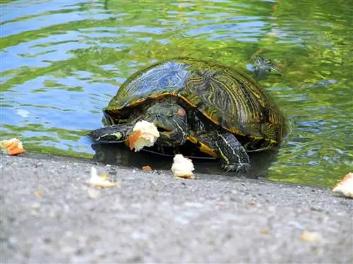 Могат ли костенурките да ядат хляб? Какво трябва да знаете