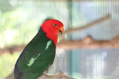 Avstralska kraljeva papiga: dejstva, prehrana & Nega (s slikami)
