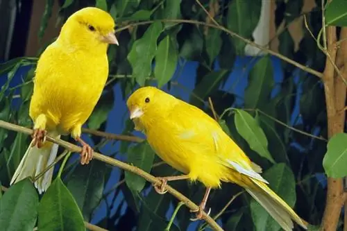Canary Bird: Faktat, ruokavalio & Hoito (kuvien kanssa)