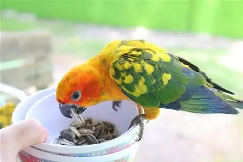 10 رفتاری که Conure شما دوست خواهد داشت (آنلاین & DIY)