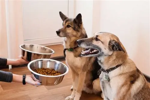 საჭიროა თუ არა ჯიშის სპეციფიკური ძაღლის საკვები? (ვეტერინარის პასუხი) 4 რამ, რასაც ყურადღება უნდა მიაქციოთ