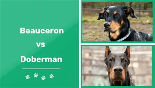 Beauceron vs Dobrman: Rozdíly (s obrázky)