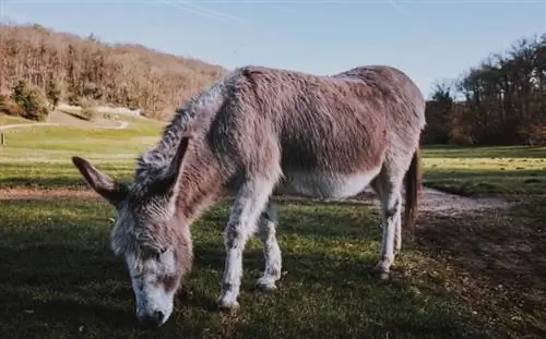 Sicilijanski magarac: Slike, vodič za njegu, temperament & Osobine