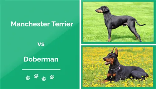 Manchester Terrier vs Doberman: Hvilken passer for meg? (Med bilder)