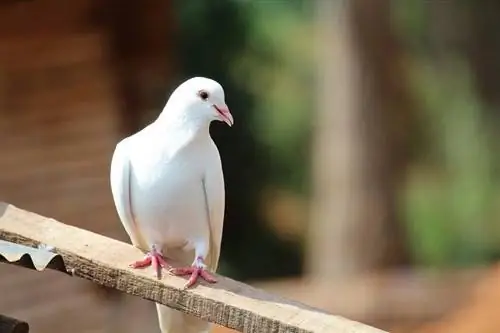 16 fascinantnih & zabavnih dejstev o golobici (s slikami)