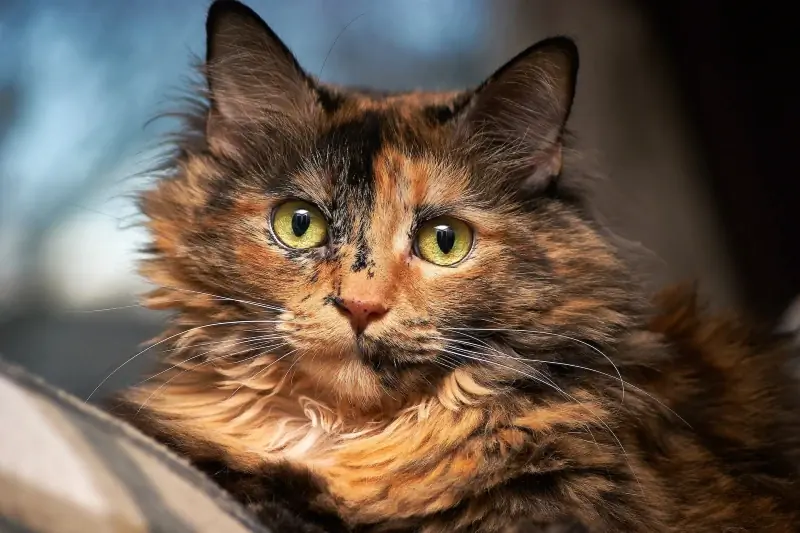 Combien de temps vivent les chats écaille de tortue ? Durée de vie moyenne & Faits