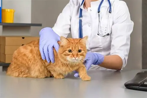 Septinen niveltulehdus kissoilla (eläinlääkärin vastaus): merkit, syyt & Hoito