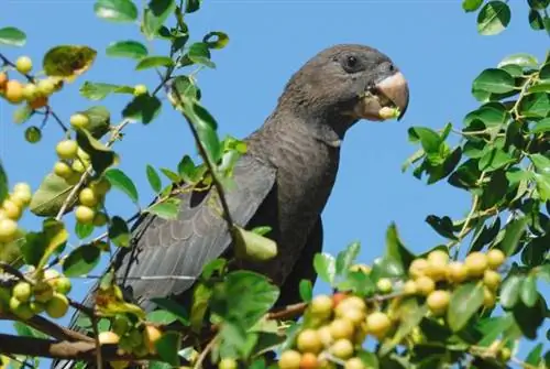 Vasa papegøye: fakta, kosthold & Omsorg (med bilder)