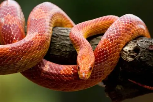 12 datos interesantes sobre las serpientes de maíz que debes saber