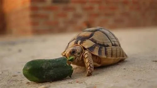 Vai bruņurupuči var ēst gurķus? Kas jums jāzina