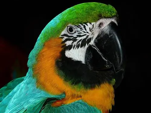 15 interessante fakta om papegøyer du vil elske å vite