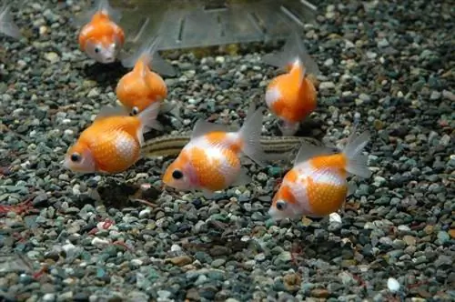 Hvor stor blir en gullfisk? Gjennomsnittlig vekt & Vekstdiagram
