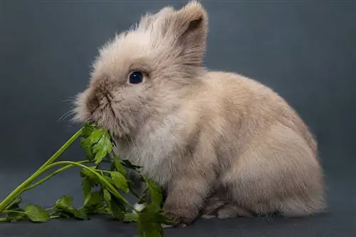 Er kaniner altetende? Kosthold og helse