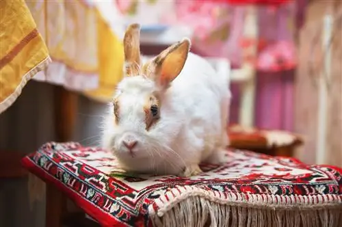Come realizzare una stanza del coniglio: trucchi, consigli e idee fai-da-te