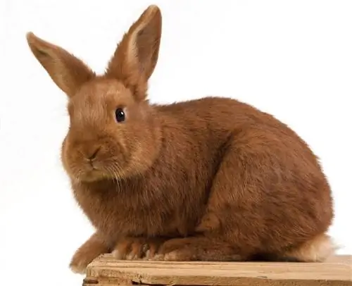 Brown Chestnut of Lorraine Rabbit: Fakta, levetid, atferd & Pleieveiledning (med bilder)