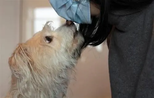 क्या कुत्ते इंसानों में कैंसर की गंध सूंघ सकते हैं? पशुचिकित्सक-समीक्षित तथ्य & अक्सर पूछे जाने वाले प्रश्न