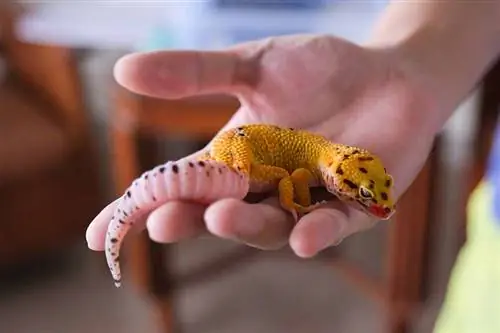 Var gillar leopardgeckos att bli klappad? Hur man binder & Användbara tips