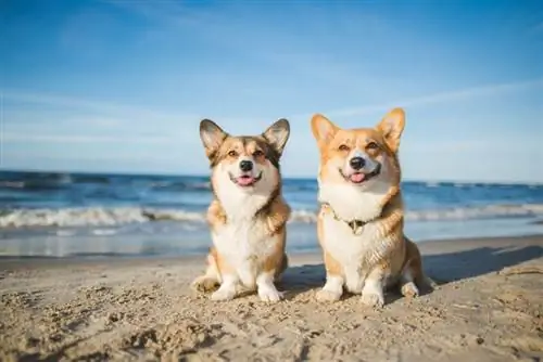 10 beste hondvriendelijke vakantiebestemmingen in de VS (gids 2023)