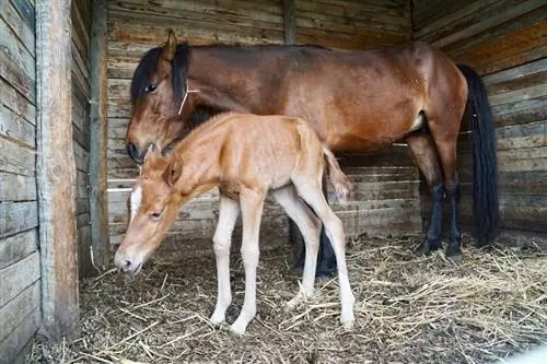 8 grčkih pasmina konja (sa slikama)