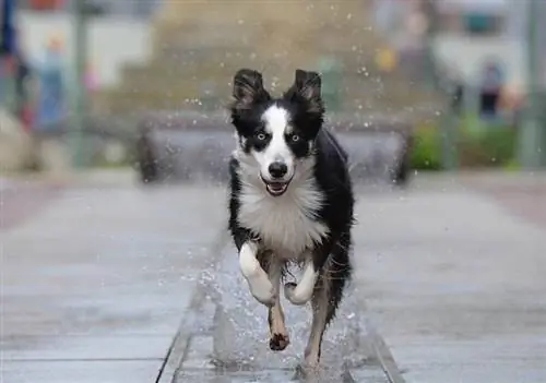 Quão rápido são os Border Collies? Comparação de velocidade & Perguntas frequentes