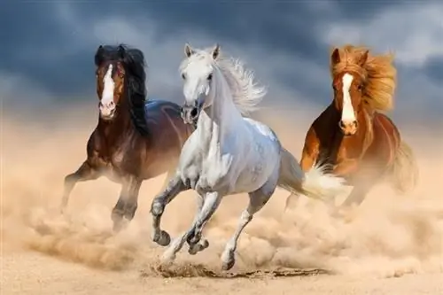 14 races de chevaux les plus rapides au monde (avec photos)
