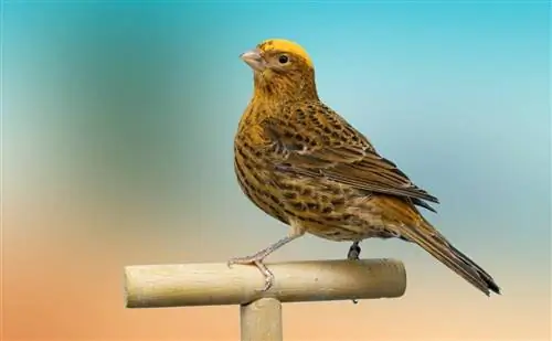 Mengapa Burung Kenari Bernyanyi? Wanita & Perilaku Pria Dijelaskan