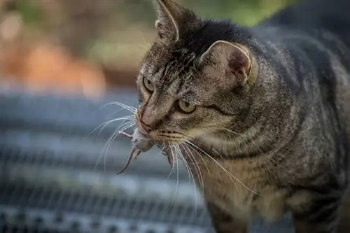 Hoe te voorkomen dat een kat dode muizen mee naar huis neemt: 5 bewezen methoden
