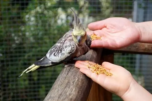 Sådan binder du dig til din cockatiel: 5 gennemprøvede tips & ofte stillede spørgsmål