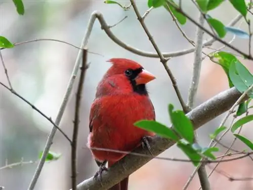 Vai Cardinals ir lieliski mājdzīvnieki? Likumība, ētika & FAQ