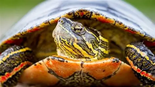Kako se brinuti za obojanu kornjaču: List za njegu & Vodič 2023