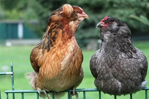 18 kyllingraser som legger fargede egg (blått, grønt, oliven, sjokolade)